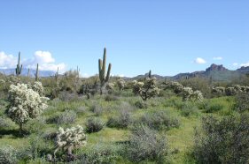 Lost Dutchman area, AZ